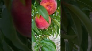 персик Коллинс (Collins)