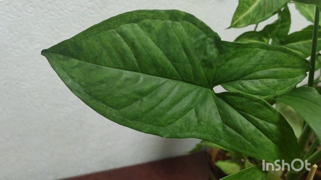 Морозы не помеха--- черенкую, пересаживаю,а цветочки собираются зацветать!!! смотреть онлайн