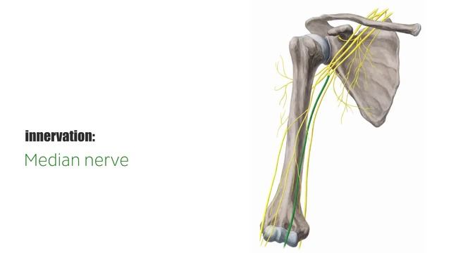Pronator Quadratus Muscle Function & Location - Human Anatomy | Kenhub смотреть онлайн