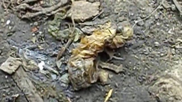 Муравей и Муха. The Ant and the Fly. смотреть онлайн