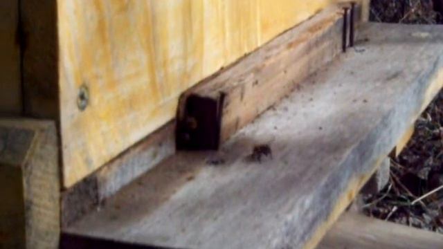 Пчелы Февраль пыльца с подснежника смотреть онлайн