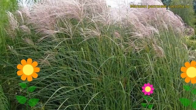 Мискантус китайский Клейн Фонтейн. Краткий обзор, описание miscanthus sinensis Kleine Fontaine смотреть онлайн
