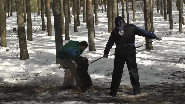 Фрай Винд Ернар дрессировка в Твери с А.Гончаровым смотреть онлайн