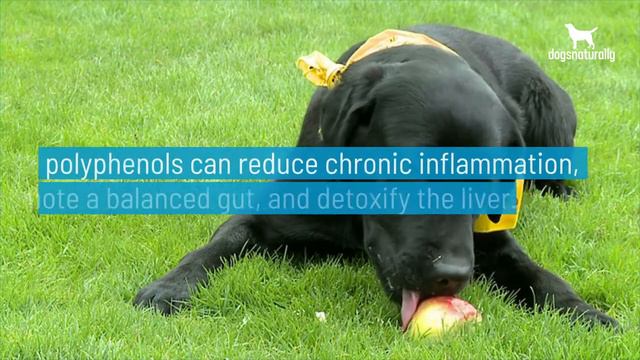 4 Reasons Apples Are Good For Dogs смотреть онлайн