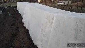 Укрытие агроволокном винограда ранней весной.
