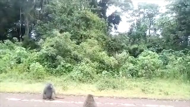 Обезьяны. Африка / Monkeys. Africa. смотреть онлайн