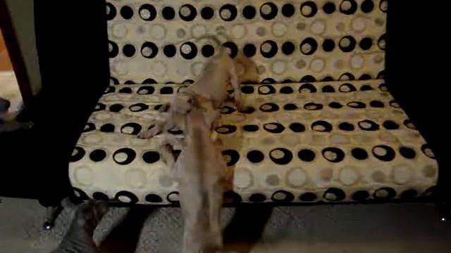 щенки тайского риджбека (thai ridgeback dog puppy) смотреть онлайн