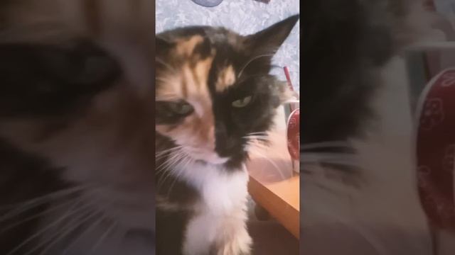 Кошка мурчит как ТРАКТОР. Очень громкое мурчание кошки смотреть онлайн