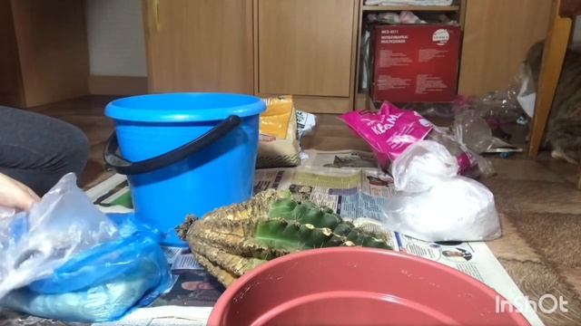 Эхинопсис (Echinopsis). Посадка, обработка кактуса для новичков.