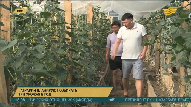 В ВКО поднимают тепличные хозяйства смотреть онлайн