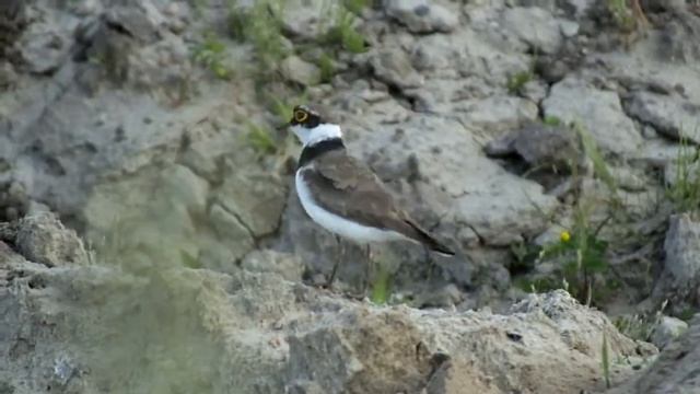 Ма́лый зуёк (лат. Charadrius dubius) смотреть онлайн
