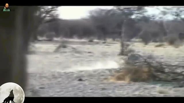 ابن آوى ، العجل الصغير والصياد وجهاً لوجه 🏹😱👌👍 الجزء 2 смотреть онлайн