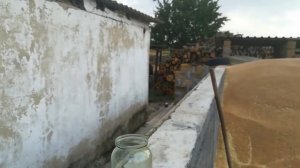 Замер натуры зерна пшеницы.