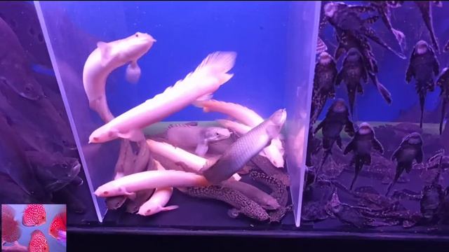 Поехали в Ташкент .. птичий рынок...час 3 смотреть онлайн