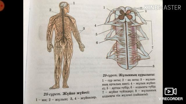 ЖҮЙКЕ ЖҮЙЕСІ (РЕФЛЕКС, СИМПАТИКАЛЫҚ ЖƏНЕ ПАРАСИМПАТИКАЛЫҚ ЖЖ, ЖҰЛЫН смотреть онлайн