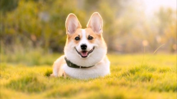 Любить учитесь люди у собак! | People learn to love from dogs!