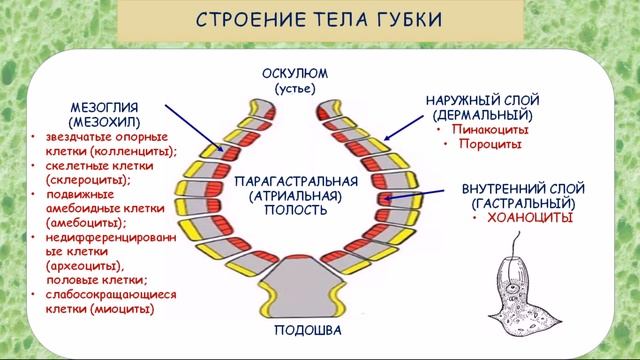 Тип Губки смотреть онлайн