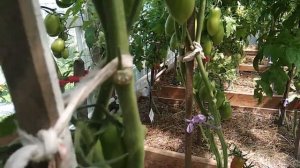 Томат Фляшен.Обзор и дегустация