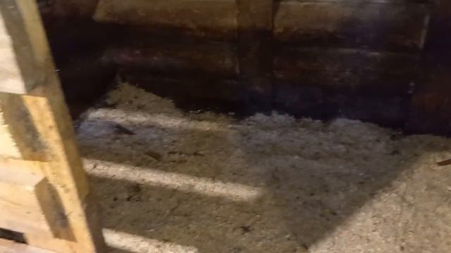 Дешёвая подстилка для свиней#свиньи#поросята#подстилка_для_свиней#свиноводство#свинарник. смотреть онлайн