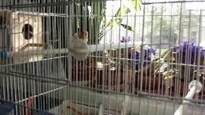 Амадины японские, поют.