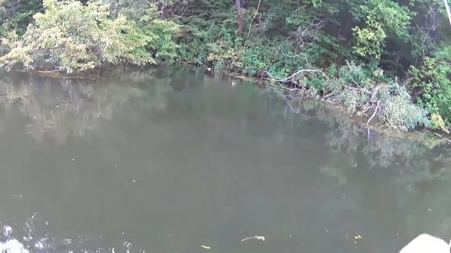 Рыбалка с плотика. Красивая меча. Голавль. Нахлыст. смотреть онлайн