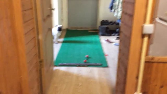 Мопс Вилли охраняет дом смотреть онлайн