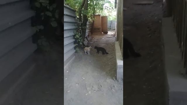 Коты дерутся смотреть онлайн