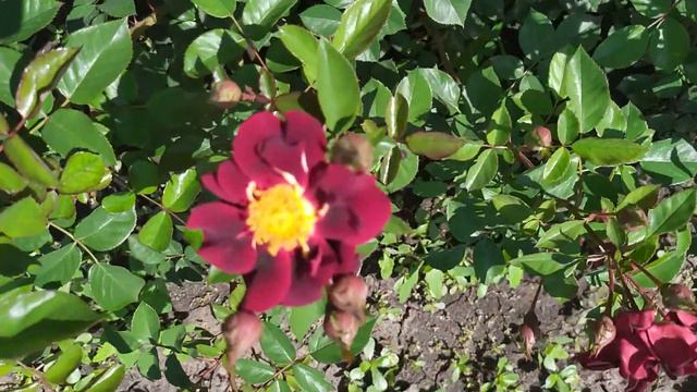 ЗОИК (Zoic, MASzoni), Massad Франция, 2010 г. Флорибунда (Floribunda) смотреть онлайн