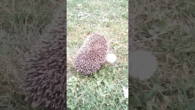 Русский ёжик, кормим ёжика семечками. смотреть онлайн