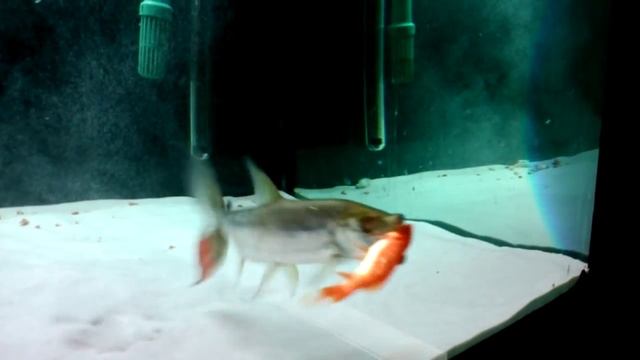 (GATF) Goliath tigerfish смотреть онлайн