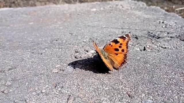 Бабочка крапивница. Nature of Siberia. смотреть онлайн