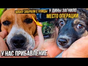 Раду посадили на цепь! Подобрала Микки с улицы. Бобка-батон очень ищет мам и пап