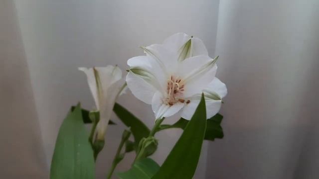 АЛЬСТРОМЕРИЯ ALSTROEMERIA. Букет 14.02 - 05.03.2023