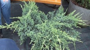 Можжевельник чешуйчатый Холгер