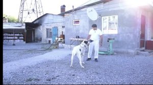 Блок пост для собаки или замена прогулочного дворика для среднеазиатской овчарки