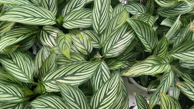 Calathea Plant | Prayer Plant Varities смотреть онлайн