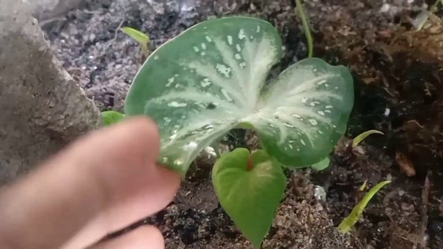 Keladi shycool смотреть онлайн