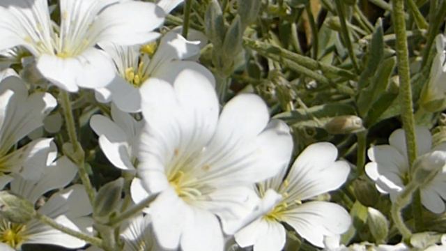 Mouse-ear - Cerastium alpinum - Músareyra - Villijurt - Sumarblóm смотреть онлайн