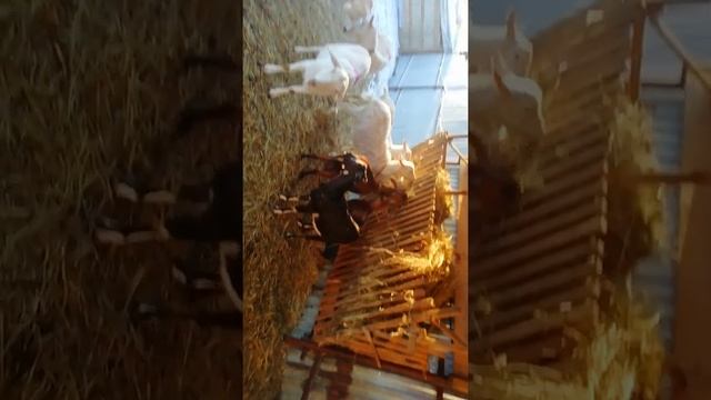 покупка и разведение коз смотреть онлайн