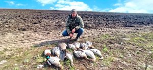 НА ЭТИХ ПОЛЯХ ПОЛНО ГУСЯ! ВЕСЕННЯЯ ОХОТА НА ГУСЯ