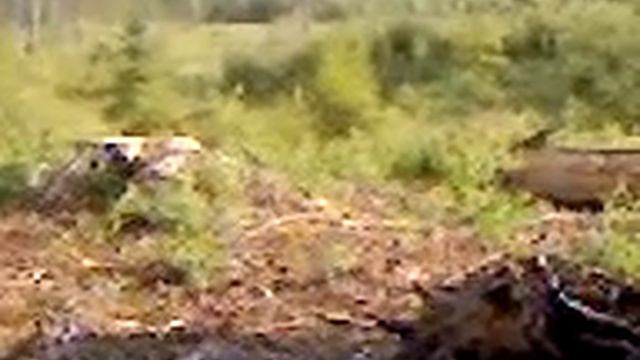 Видеосъёмка лося скрытой камерой в Озёрах смотреть онлайн