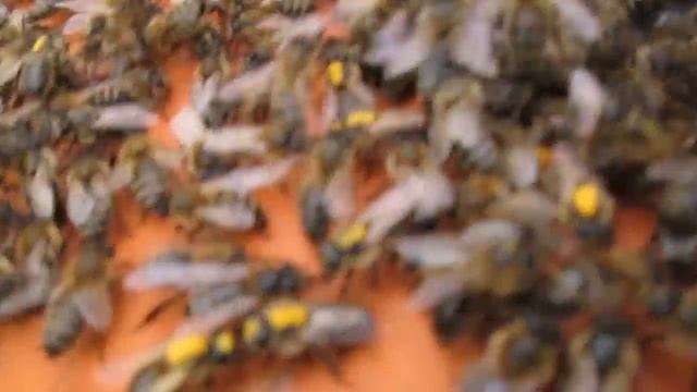 Желтая пчела смотреть онлайн