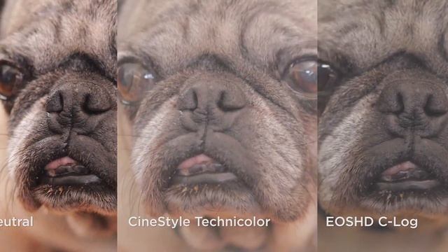 Canon EOS 5D Mark IV video color test (Cinestyle vs EOSHD) смотреть онлайн