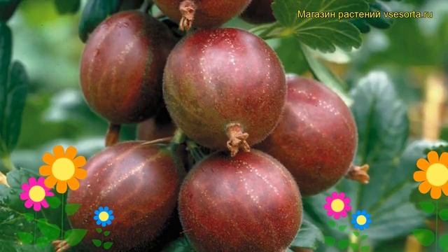 Крыжовник Командор. Краткий обзор, описание характеристик Ribes Uva-crispa Komandor