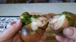 Дегустация томата Бизон Черный - первый монструозный урожай с махровых цветов