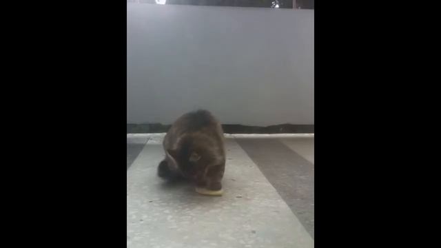 кошка, которая ест руками, а не лапами смотреть онлайн