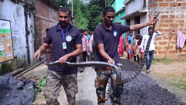 विषैले सापों में दुनिया का सबसे खतरनाक और लंबा सांप, जिसे देख कर रुह कांप उठती हैं King cobra rescu смотреть онлайн