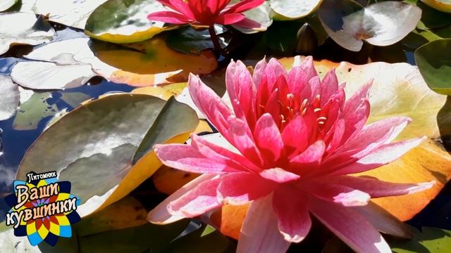 Нимфея Red Daniel (Красный Дэниел) кувшинка, waterlily, водные растения, пруд смотреть онлайн