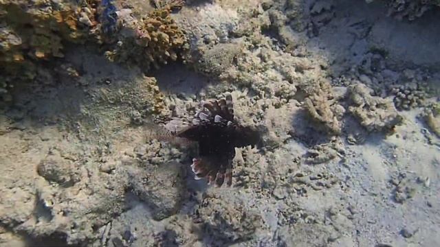 Индийская крылатка с дыркой на крыле в домашней лагуне смотреть онлайн