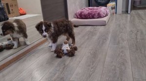 Мини Аусси Первая встреча Знакомство с домом.